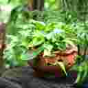 گلکده رژمان