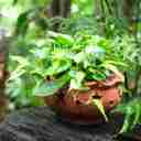 گلکده رژمان، تولید پرورش و فروش انواع گل پتوس درشیراز