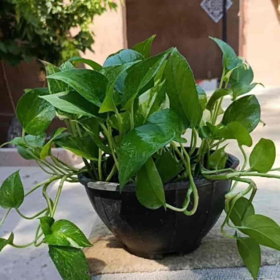 پتوس سبز کاسه‌ای