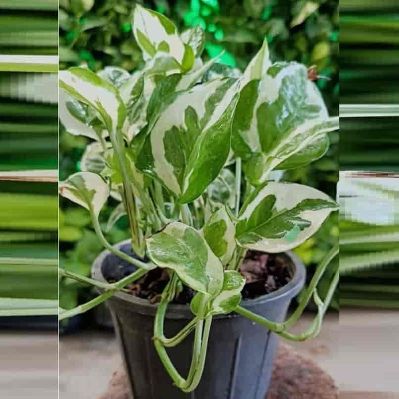 پتوس ارتشی سطل سایز ۳