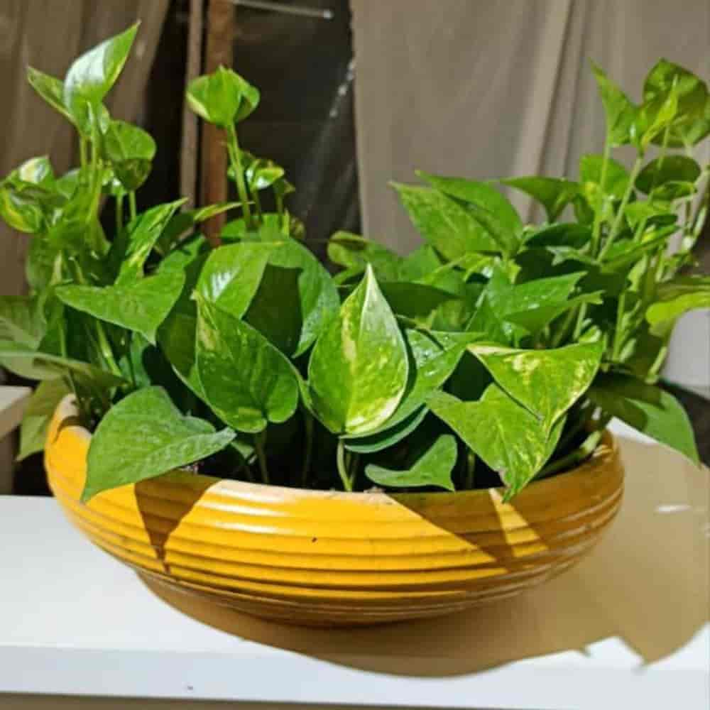 ترکیب پتوس سبز و ابلق