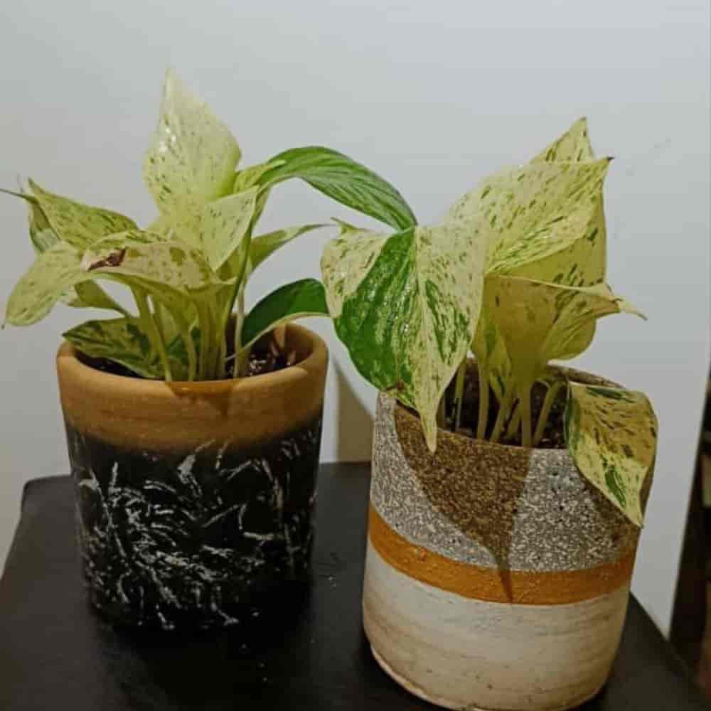 پتوس مرمری