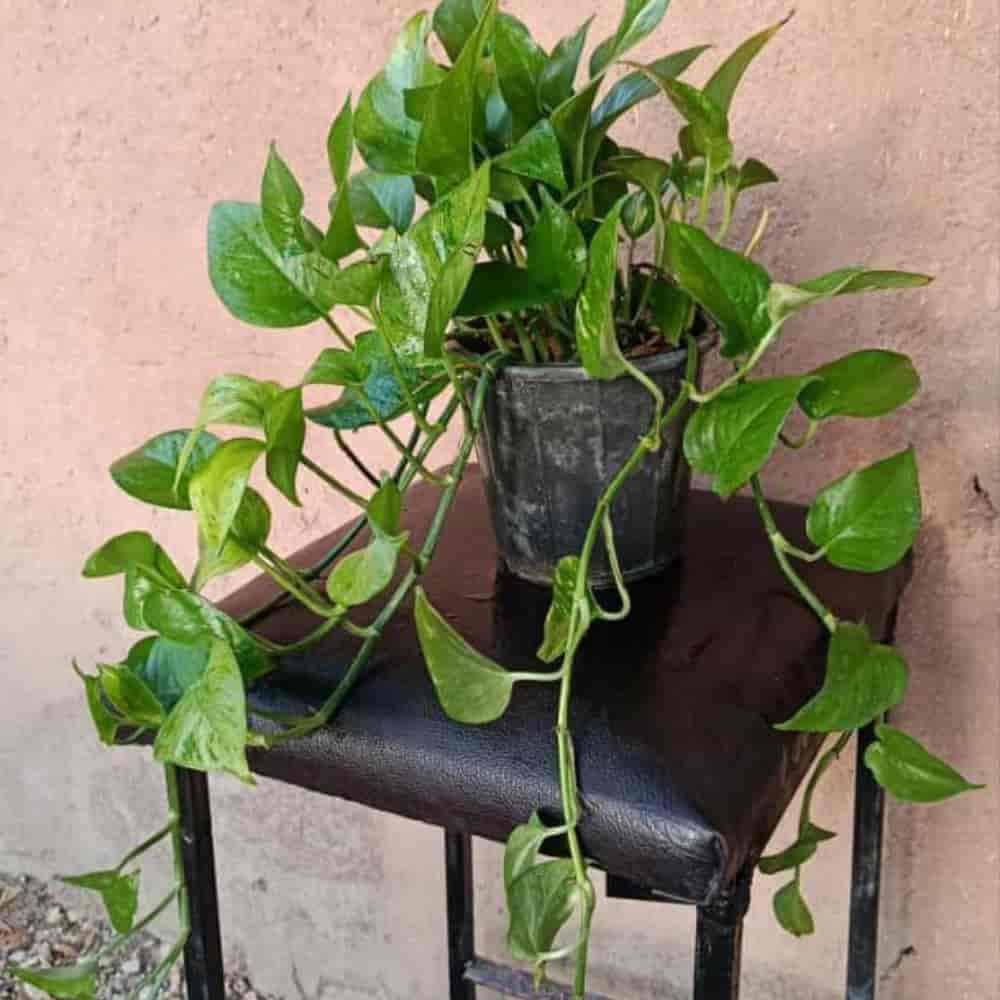پتوس سبز آویزی سطل شماره ۳/۵