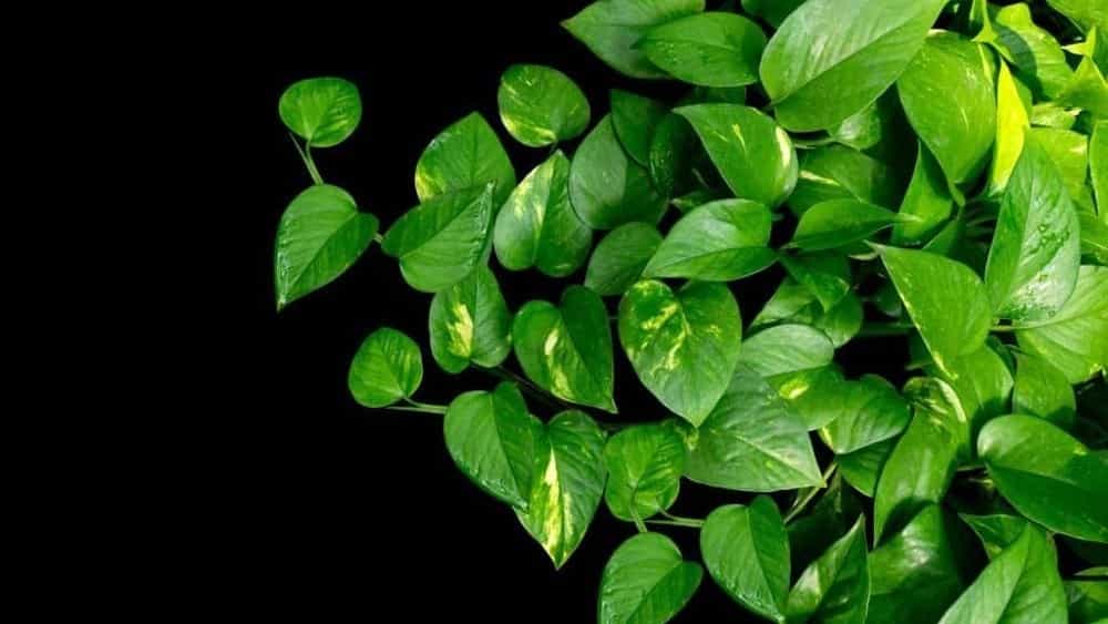 فروش انواع پتوس، از حصیری تا مرمری در شیراز