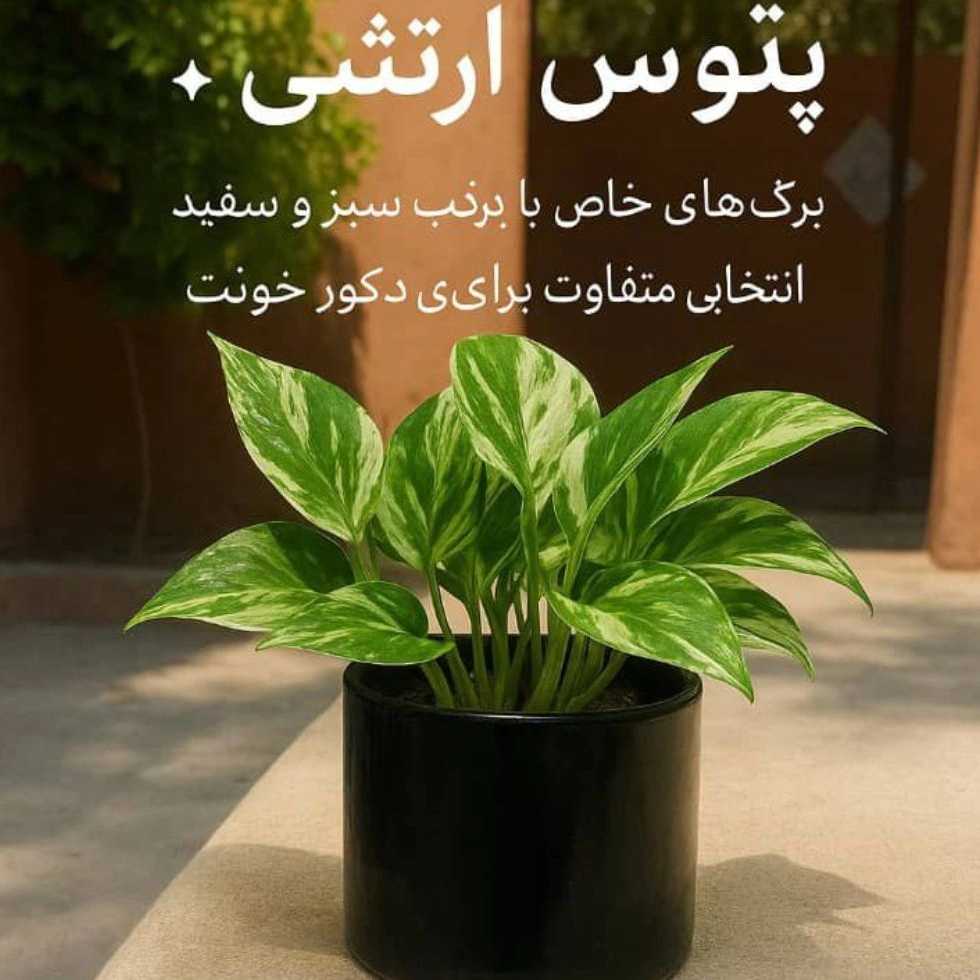 1758975749560.webp